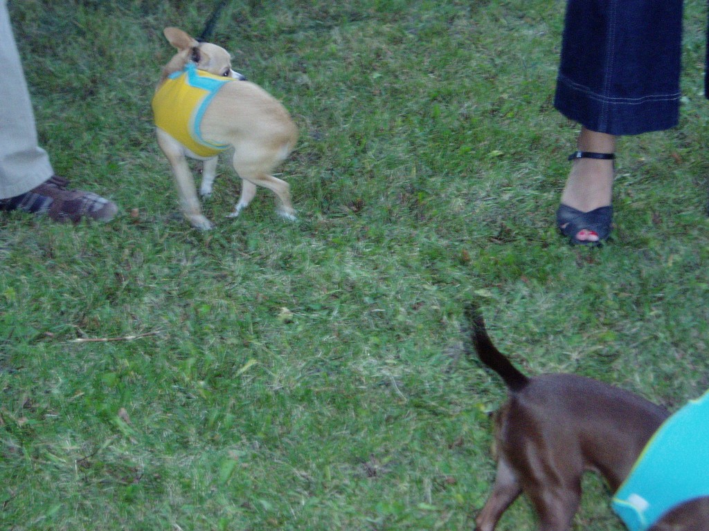 (2007-08-28) Doggy Dudds Pet Fashion Show